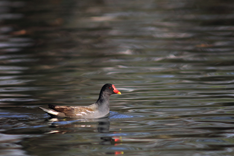 Gallinula chloropus L